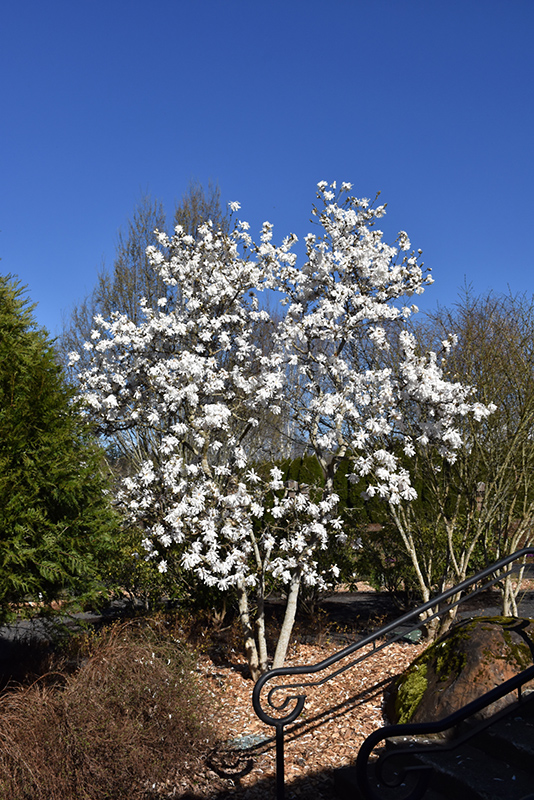 Royal Star Magnolia (Magnolia stellata 'Royal Star') at Kennedy's Country Gardens