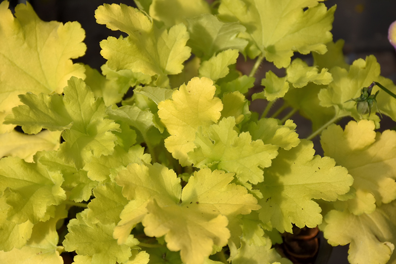Lime Marmalade Coral Bells (Heuchera 'Lime Marmalade') at Kennedy's Country Gardens