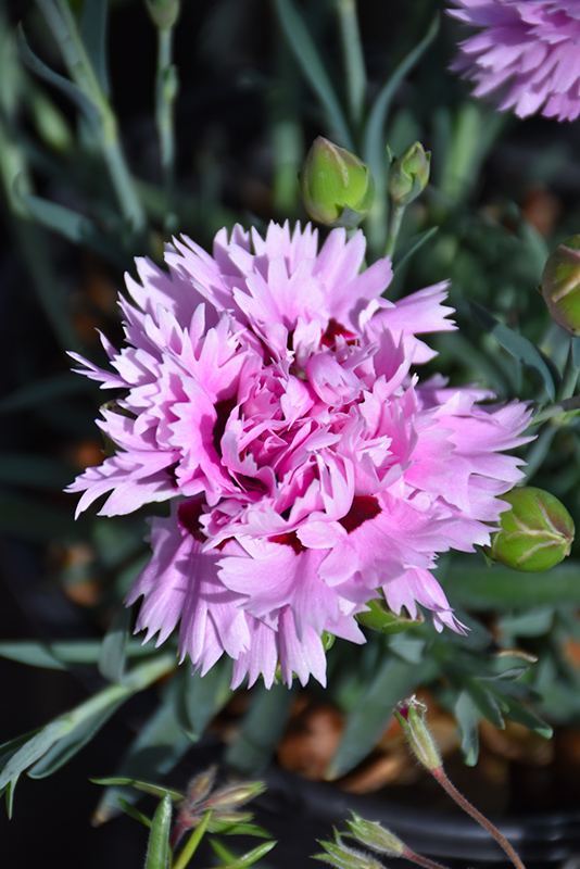 Early Bird Fizzy Pinks (Dianthus 'Wp08 Ver03') at Kennedy's Country Gardens