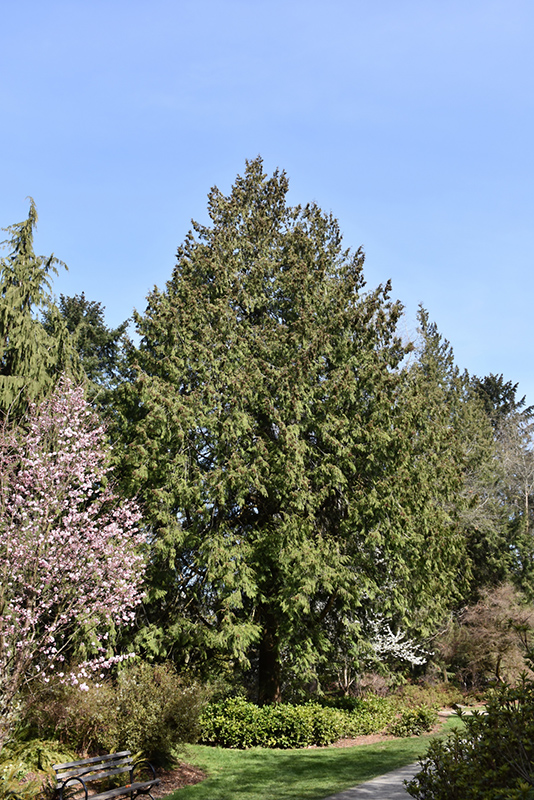 Western Arborvitae (Thuja plicata) at Kennedy's Country Gardens