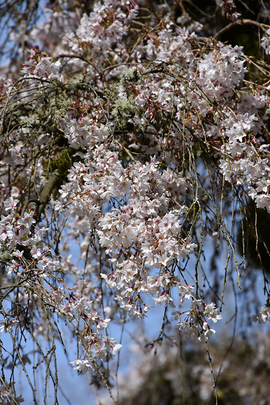 Weeping Higan Cherry (Prunus subhirtella 'Pendula') at Kennedy's Country Gardens
