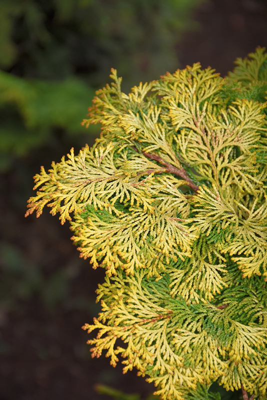 Golden Hinoki Falsecypress (Chamaecyparis obtusa 'Aurea') at Kennedy's Country Gardens