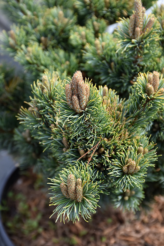 Kinpo Japanese White Pine (Pinus parviflora 'Kinpo') at Kennedy's Country Gardens