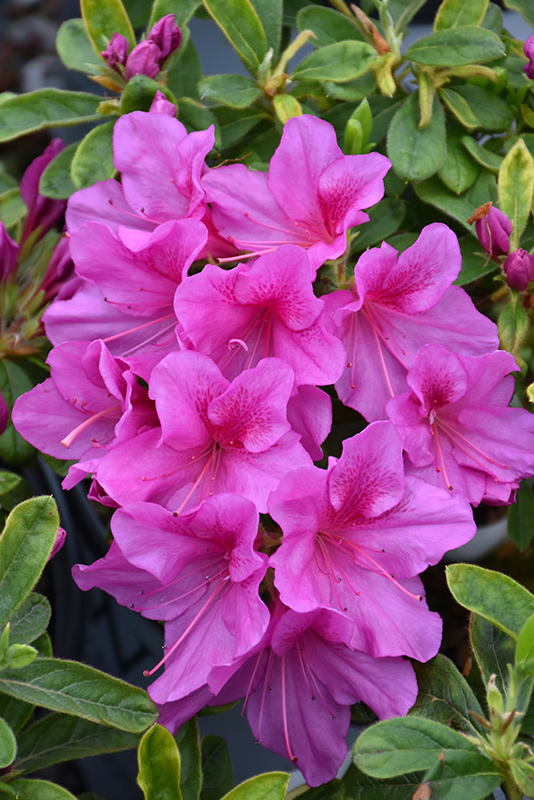 Bloom-A-Thon Lavender Azalea (Rhododendron 'RLH1-4P19') at Kennedy's Country Gardens