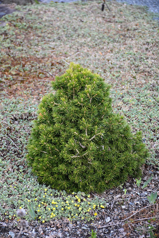 Tompa Dwarf Spruce (Picea abies 'Tompa') at Kennedy's Country Gardens