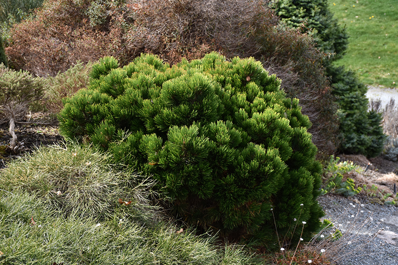 Smidt's Bosnian Pine (Pinus heldreichii 'Smidtii') at Kennedy's Country Gardens