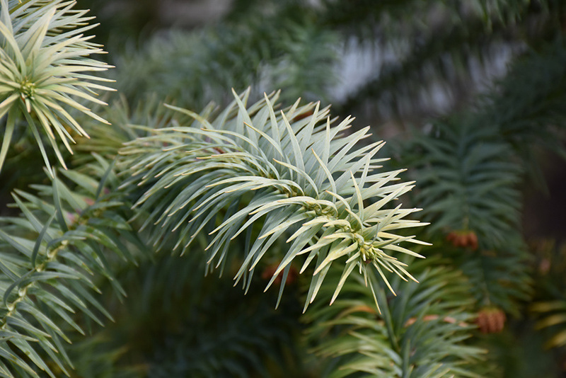 Blue China Fir (Cunninghamia lanceolata 'Glauca') at Kennedy's Country Gardens