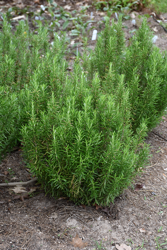 Barbeque Rosemary (Rosmarinus officinalis 'Barbeque') at Kennedy's Country Gardens
