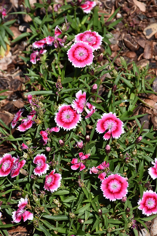 Olivia Bella Pinks (Dianthus 'Olivia Bella') at Kennedy's Country Gardens