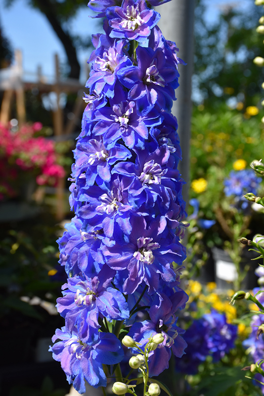 Guardian Blue Larkspur (Delphinium 'Guardian Blue') at Kennedy's Country Gardens