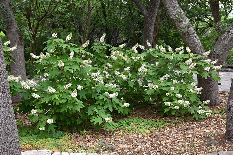 Oakleaf Hydrangea (Hydrangea quercifolia) at Kennedy's Country Gardens