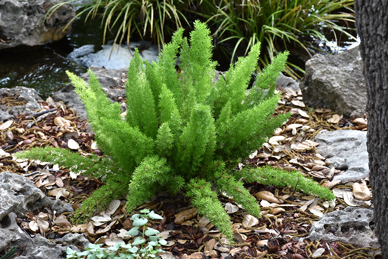 Myers Foxtail Fern (Asparagus densiflorus 'Myers') at Kennedy's Country Gardens