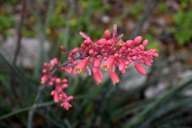 Red Yucca (Hesperaloe parviflora) at Kennedy's Country Gardens