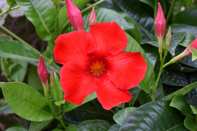 Red Mandevilla (Mandevilla 'Red') at Kennedy's Country Gardens