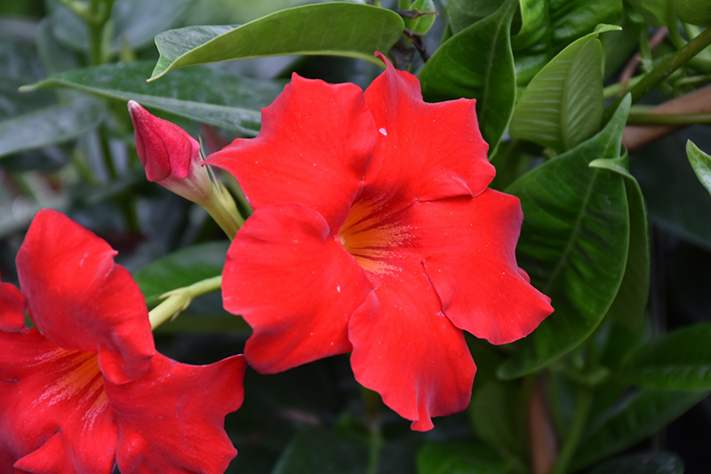 Red Mandevilla (Mandevilla 'Red') at Kennedy's Country Gardens