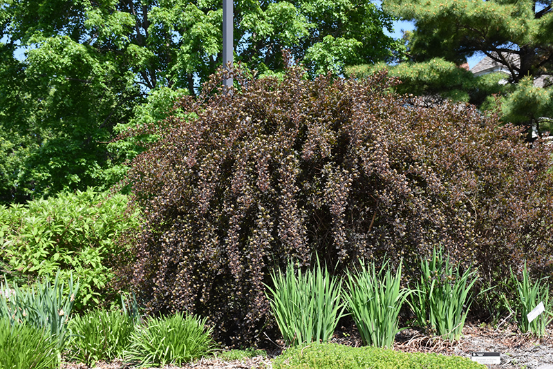 Summer Wine Ninebark (Physocarpus opulifolius 'Seward') at Kennedy's Country Gardens