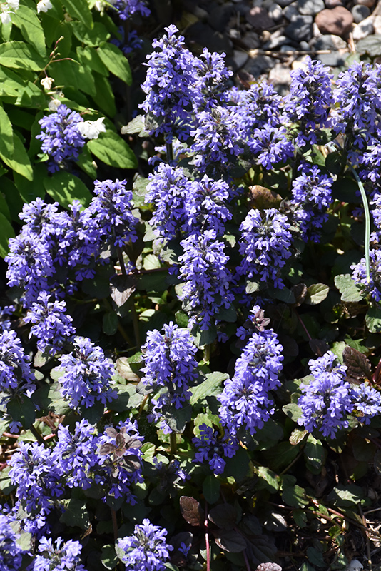 Gaiety Bugleweed (Ajuga reptans 'Gaiety') at Kennedy's Country Gardens