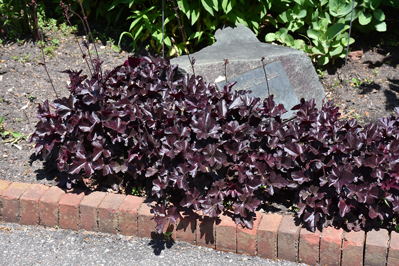 Obsidian Coral Bells (Heuchera 'Obsidian') at Kennedy's Country Gardens
