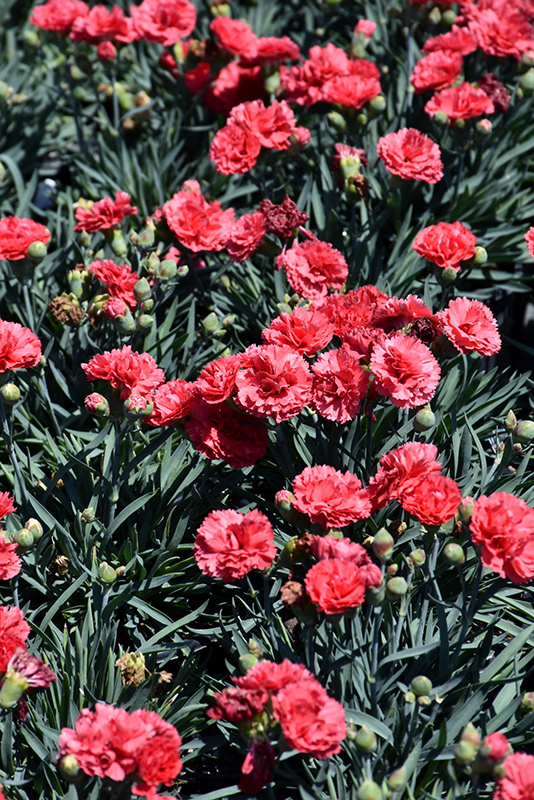 Early Bird Chili Pinks (Dianthus 'Wp10 Sab06') at Kennedy's Country Gardens