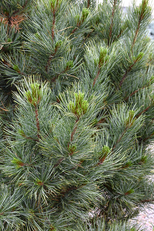 Silver Sheen Swiss Stone Pine (Pinus cembra 'Silver Sheen') at Kennedy's Country Gardens