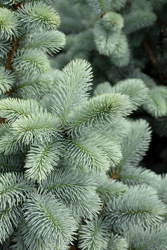 Hoopsii Blue Spruce (Picea pungens 'Hoopsii') at Kennedy's Country Gardens