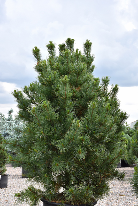 Silver Sheen Swiss Stone Pine (Pinus cembra 'Silver Sheen') at Kennedy's Country Gardens