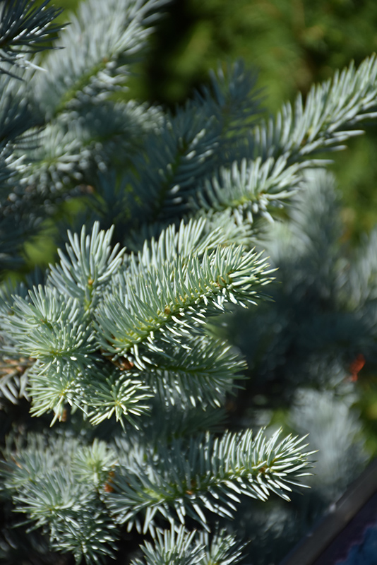 Avatar Blue Spruce (Picea pungens 'Avatar') at Kennedy's Country Gardens