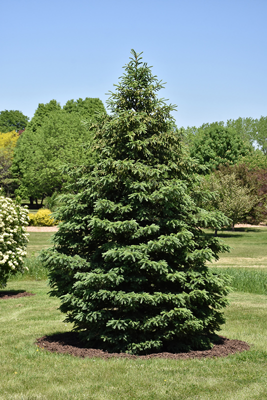 Black Hills Spruce (Picea glauca var. densata) at Kennedy's Country Gardens