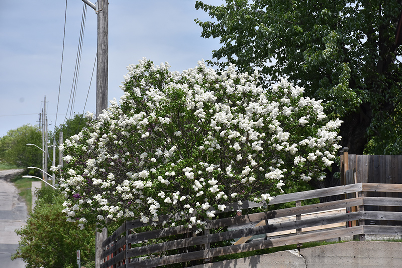White French Lilac (Syringa vulgaris 'Alba') at Kennedy's Country Gardens