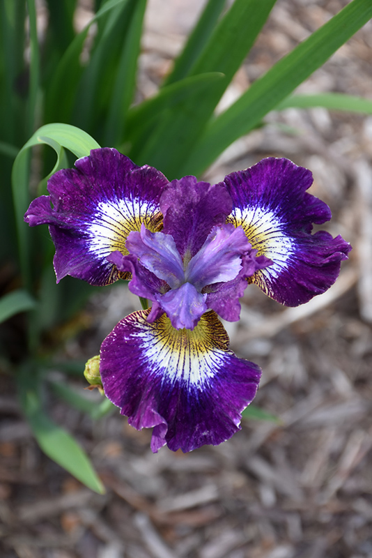 Contrast In Styles Siberian Iris (Iris sibirica 'Contrast In Styles') at Kennedy's Country Gardens