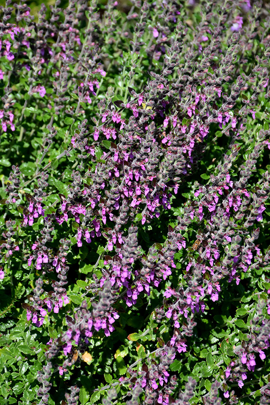 Creeping Germander (Teucrium chamaedrys) at Kennedy's Country Gardens