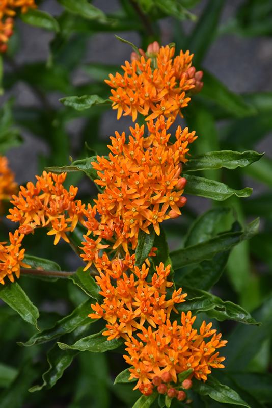 Butterfly Weed (Asclepias tuberosa) at Kennedy's Country Gardens