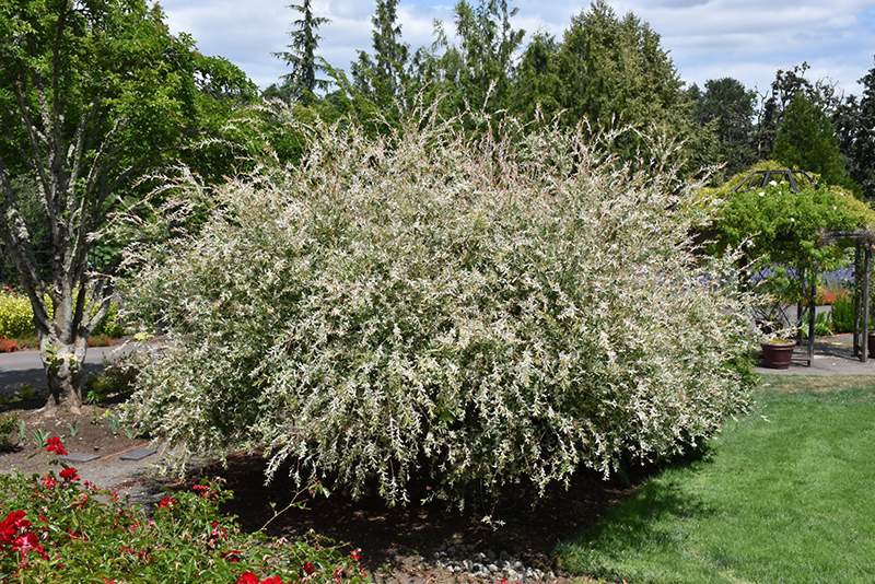 Tricolor Willow (Salix integra 'Hakuro Nishiki') at Kennedy's Country Gardens