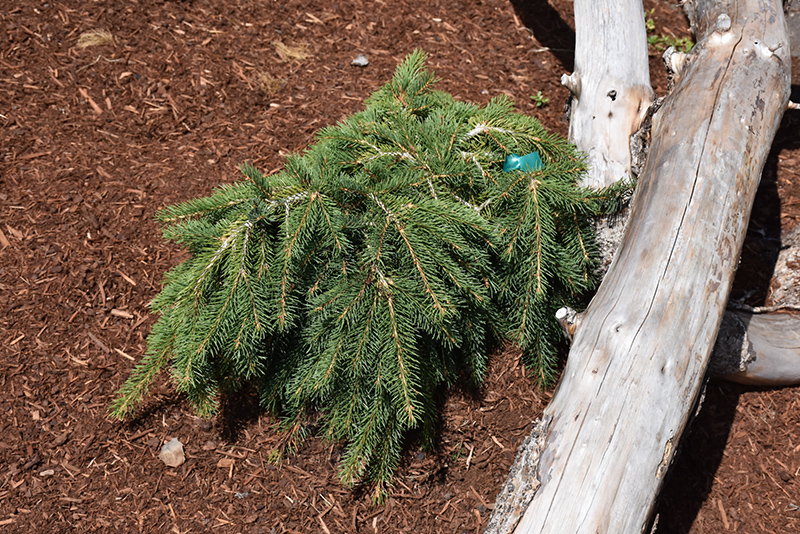 Formanek Norway Spruce (Picea abies 'Formanek') at Kennedy's Country Gardens