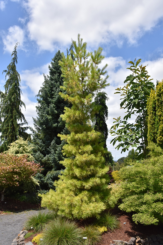 Louie Eastern White Pine (Pinus strobus 'Louie') at Kennedy's Country Gardens