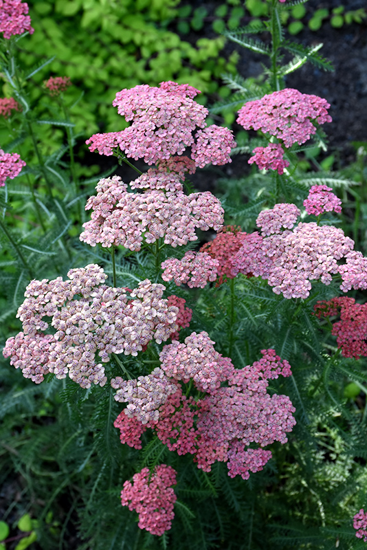 Apricot Delight Yarrow (Achillea millefolium 'Apricot Delight') at Kennedy's Country Gardens