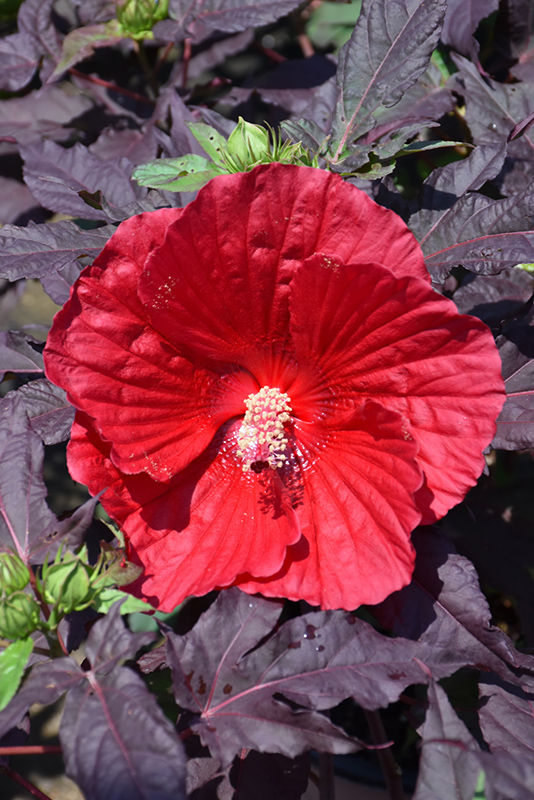 Midnight Marvel Hibiscus (Hibiscus 'Midnight Marvel') at Kennedy's Country Gardens