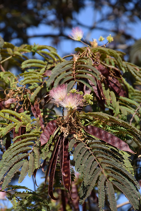Summer Chocolate Mimosa (Albizia julibrissin 'Summer Chocolate') at Kennedy's Country Gardens