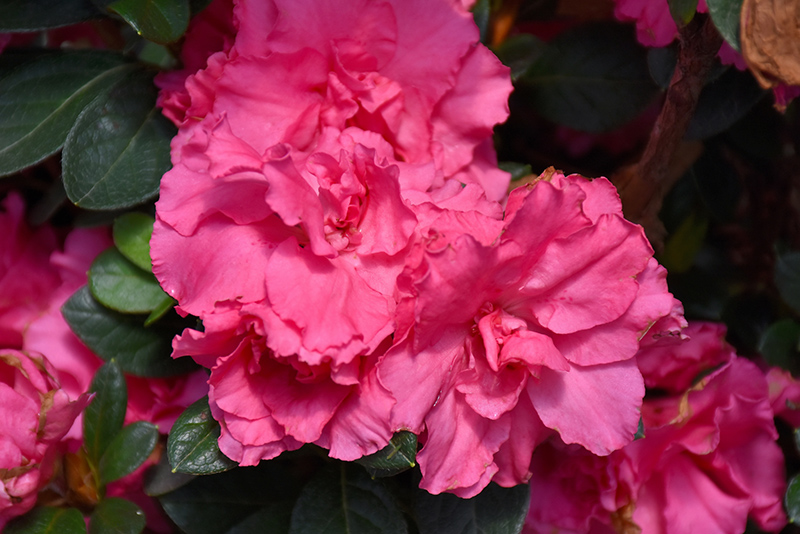 Bloom-A-Thon Pink Double Azalea (Rhododendron 'RLH1-2P8') at Kennedy's Country Gardens