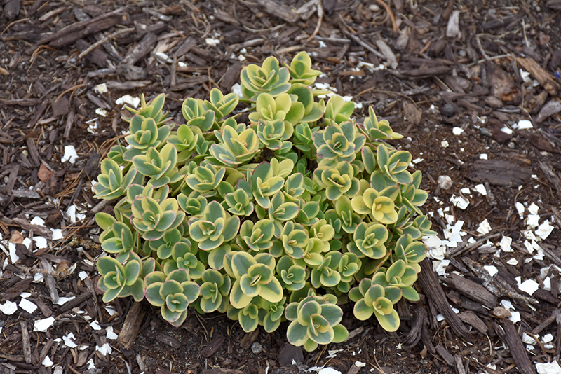 Lime Twister Stonecrop (Sedum 'Lime Twister') at Kennedy's Country Gardens