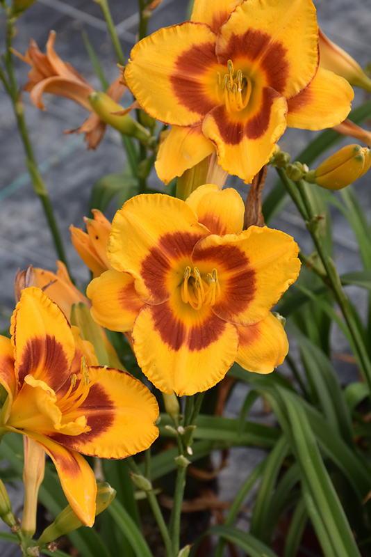 Fooled Me Daylily (Hemerocallis 'Fooled Me') at Kennedy's Country Gardens