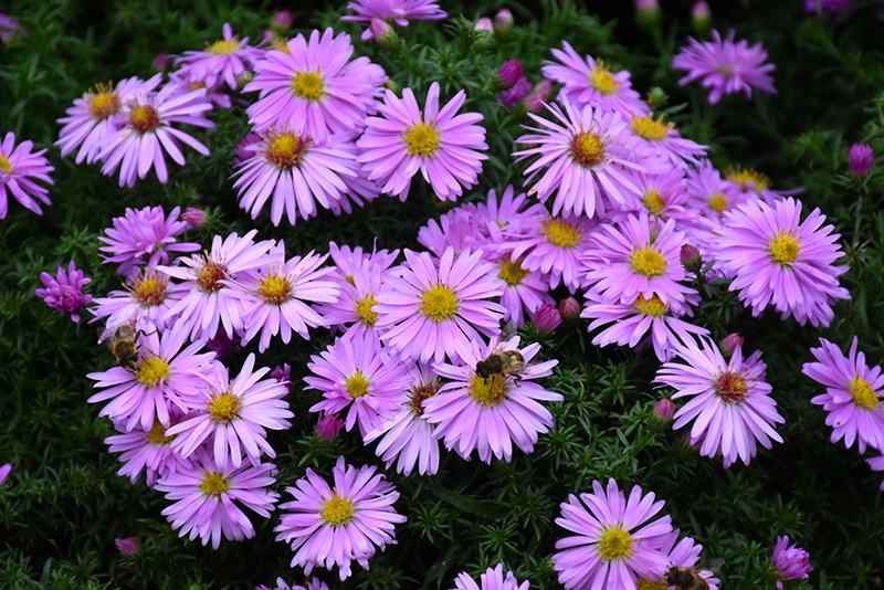 Woods Pink Aster (Aster 'Woods Pink') at Kennedy's Country Gardens