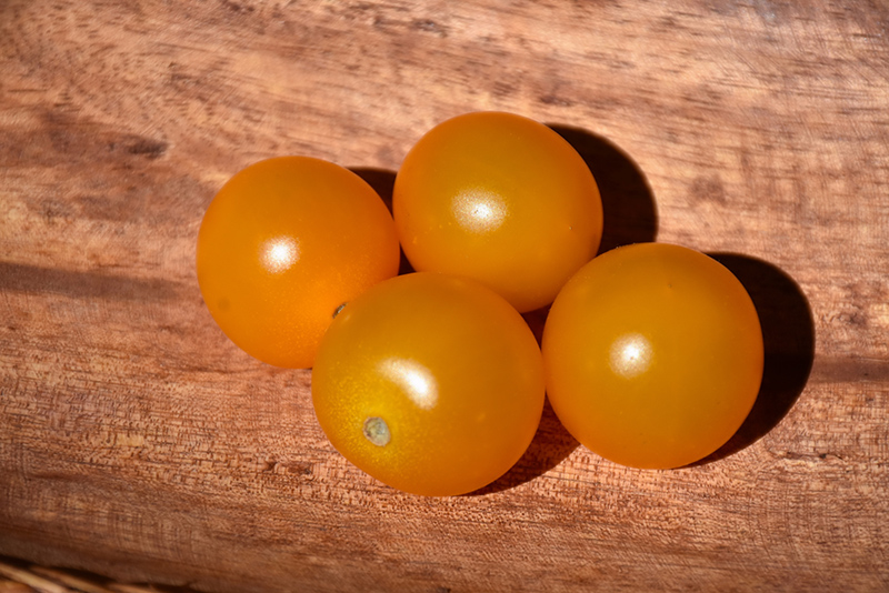 Sungold Tomato (Solanum lycopersicum 'Sungold') at Kennedy's Country Gardens