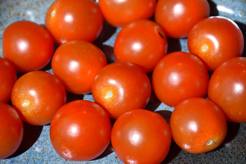 Sweet 100 Tomato (Solanum lycopersicum 'Sweet 100') at Kennedy's Country Gardens