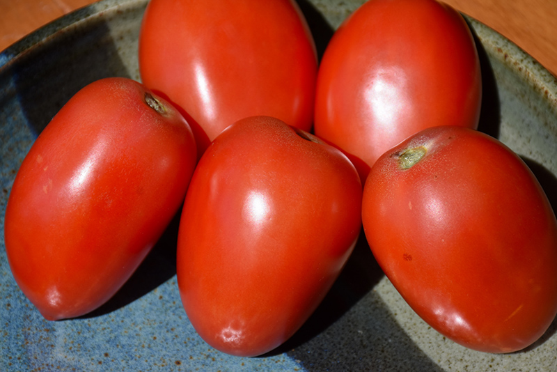 Amish Paste Tomato (Solanum lycopersicum 'Amish Paste') at Kennedy's Country Gardens