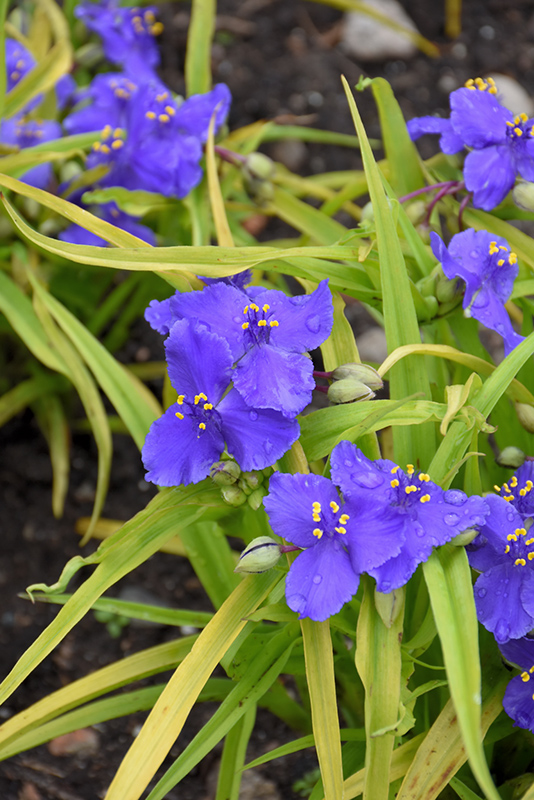 Sweet Kate Spiderwort (Tradescantia x andersoniana 'Sweet Kate') at Kennedy's Country Gardens