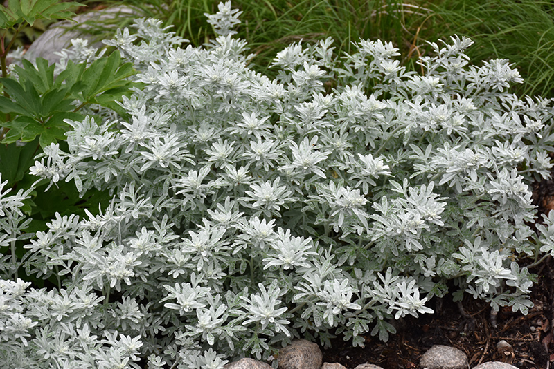 Silver Brocade Artemesia (Artemisia stelleriana 'Silver Brocade') at Kennedy's Country Gardens
