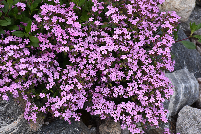 Rock Soapwort (Saponaria ocymoides) at Kennedy's Country Gardens