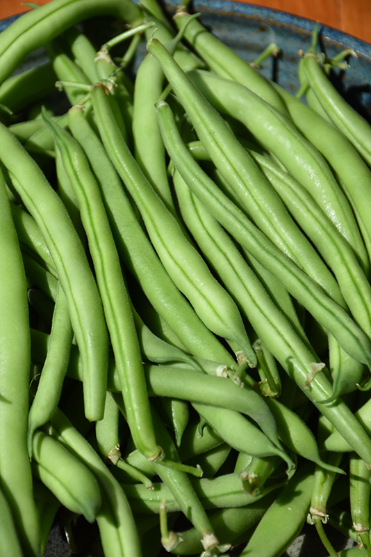 Green Pole Bean (Phaseolus vulgaris 'Green Pole') at Kennedy's Country Gardens
