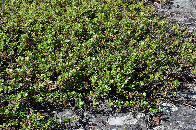 Bearberry (Arctostaphylos uva-ursi) at Kennedy's Country Gardens